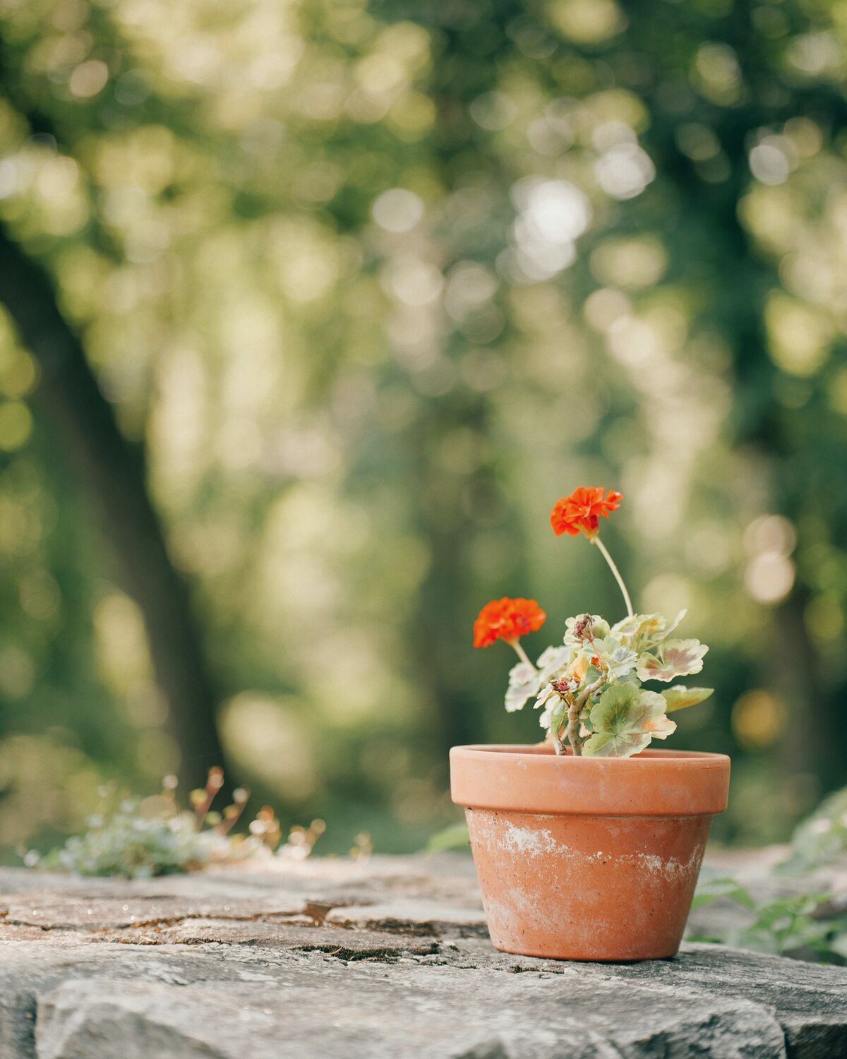 A potted geranium on a stone wall in dappled afternoon light