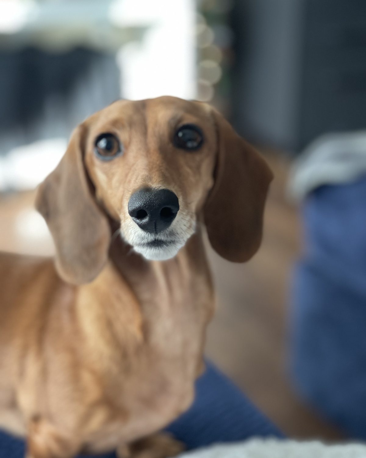 Lovie, the dachshund behind the Doxen Health name